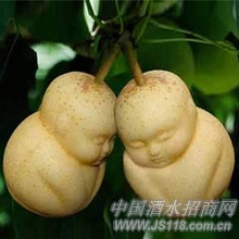 精品人生果