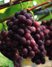������۴��