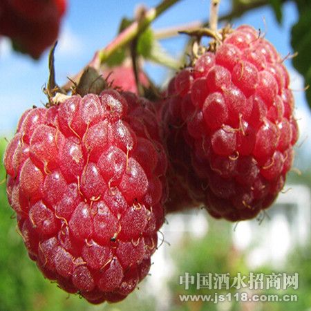 ��ݮ
