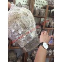 {3��װ}ʮ����Ѳ���̳