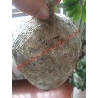{1��װ}ʮ���궴����̳