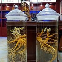 六六大顺 凤凰齐飞